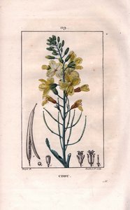 Botánica: flor de col - Flor de col, Brassica oleracea. Grabado en cobre a mano coloreado por Lambert de un dibujo de Pierre Jean-Francois Turpin del libro “La Flore Medicale,” París, Panckoucke de Pierre Jean Francois Turpin