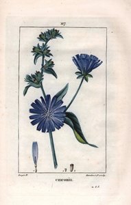 Botánica: achicoria con flor - Planta y flor de achicoria, Cichorium intybus. Grabado en cobre a puntos coloreado a mano por Lambert de un dibujo de Pierre Jean-Francois Turpin de Chaumeton, Poiret et Chamberet
