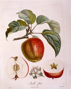 Botánica - Rosaceae - manzana 