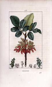 Botánica: "Pistacho, rama y fruto (árbol de pistacho, Pistacia vera, con rama, hojas, frutos maduros). Grabado en cobre a mano coloreado por Lambert Junior a partir de un dibujo de Pierre Jean-Francois Turpin del libro de Chaumeton, Poiret y Chamberet de Pierre Jean Francois Turpin