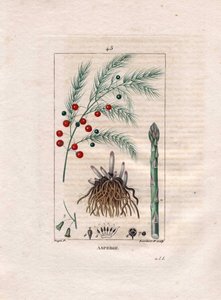 Botánica: espárrago - Raíz, flor y fruto del espárrago, Asparagus officinalis. Grabado en cobre a mano coloreado por Lambert de un dibujo de Pierre Jean-Francois Turpin del libro 