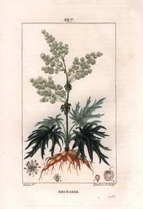 Botánica: ruibarbo - Planta de ruibarbo, hojas y raíces, Rheum rhabarbarum de Pierre Jean Francois Turpin