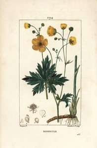 Botón de oro - Ranunculus acris, con flor, hoja, tallo y raíz. Grabado en cobre a mano coloreado por Lambert Junior de un dibujo de Pierre Jean-Francois Turpin de 