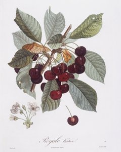 Cerezo (Prunus avium), Henry Louis Duhamel du Monceau, lámina botánica de Pierre Jean François Turpin de Pierre Jean Francois Turpin