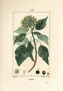 Hiedra trepadora - Hiedra común, Hedera helix. Grabado en cobre a mano coloreado por Lambert Junior de un dibujo de Pierre Jean-Francois Turpin de 