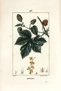 Lúpulo trepador, mostrando hojas y flores de Pierre Jean Francois Turpin