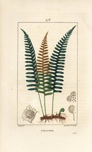 Polipodio común - Helecho Polypodium vulgare, con hoja, semilla y raíz. Grabado en cobre a mano coloreado por Lambert Junior de un dibujo de Pierre Jean-Francois Turpin de 