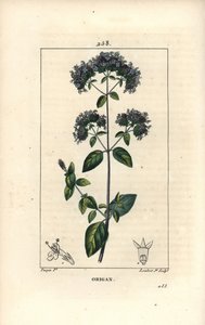 Orégano común, también llamado mejorana silvestre - Origanum vulgare, con flor, hoja, tallo y semilla. Grabado en cobre a mano a color por Lambert Junior de un dibujo de Pierre Jean-Francois Turpin de Chaumeton, Poiret y