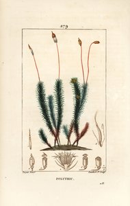 Polytrichum común (musgo) - Polytrichum común. Grabado en cobre a mano coloreado por Lambert Junior de un dibujo de Pierre Jean-Francois Turpin de "La Flore Medicale," Paris, Panckoucke