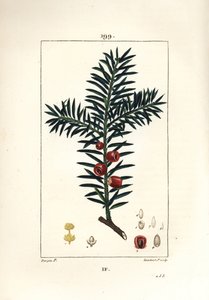 Tejo común o tejo con bayas - Tejo, Taxus baccata. Grabado en cobre a mano coloreado por Lambert Junior de un dibujo de Pierre Jean-Francois Turpin de 