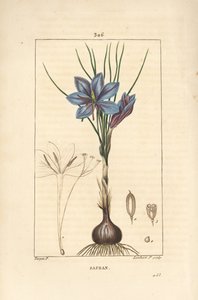 Crocus sativus, mostrando flor, hoja, tallo, bulbo y estigma. Grabado en cobre a mano coloreado por Lambert Junior de un dibujo de Pierre Jean-Francois Turpin