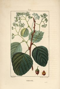 Sebestier doméstico - Ciruela asiria o lasura, Cordia myxa, con flor, hoja, tallo y fruto. Grabado en cobre a mano coloreado por Lambert Junior de un dibujo de Pierre Jean-Francois Turpin de Chaumeton, Poiret y Chamberet