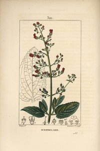 Escrofula de oreja - Higuera de agua, Scrophularia aquatica, con flor, hoja, tallo, semilla y contorno de hoja. Grabado en cobre a mano coloreado a partir de un dibujo de Pierre Jean-Francois Turpin del libro de Chaumeton, Poiret y Chamberet “La Flore Medi de Pierre Jean Francois Turpin