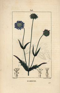 Escabiosa de campo - Escabiosa de campo, Knautia arvensis, con flor, hoja, tallo, semilla y contorno de hoja. Grabado en cobre a mano coloreado por Lambert Junior de un dibujo de Pierre Jean-Francois Turpin de “La Flore Médicale” de Chaumeton, Poiret y Cha de Pierre Jean Francois Turpin