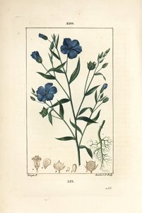 Lino - Linaza, Linum sativum. Ilustración de La Flore Medicale de Pierre Jean Francois Turpin