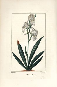 Iris florentino, Iris florentina, flor y hoja. Grabado en cobre a puntos coloreado a mano por Dubois de un dibujo de Pierre Jean-Francois Turpin de 