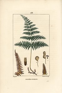 Helecho hembra o helecho grande de Pierre Jean Francois Turpin