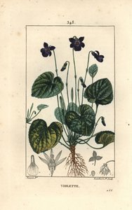 Violeta Fragante - Violeta dulce, Viola odorata, con flor, hoja, tallo y raíces. Grabado en cobre a mano coloreado por Lambert Junior a partir de un dibujo de Pierre Jean-Francois Turpin de 