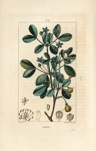 Guaiacum, mostrando madera, hojas y flores de Pierre Jean Francois Turpin