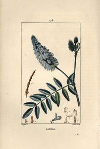 Galega - Rue de cabra, Galega officinalis, con flor, hoja y semilla. Ilustración de La Flore Medicale de Pierre Jean Francois Turpin