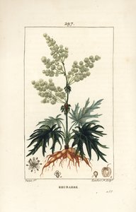 Ruibarbo de jardín - Ruibarbo, Rheum rhabarbarum (Rheum palmatum), con flor, tallo, hoja, semilla y raíz. Grabado en cobre a mano coloreado por Lambert Junior de un dibujo de Pierre Jean-Francois Turpin de “La Flore Médicale” de Chaumeton, Poiret y Chamber