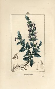 Germandrina de Pierre Jean Francois Turpin