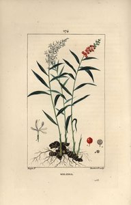 Gran galanga o Galanga - Galanga mayor o tailandesa, Alpinia galanga, mostrando flores, bayas, hojas y raíz rizoma. Grabado en cobre a puntos coloreado a mano por Lambert Junior de un dibujo de Pierre Jean-Francois Turpin de Chaumeton, Poiret y Chamberet