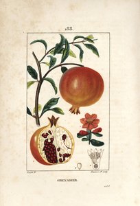 Granado - Árbol de granada, Punica granatum, con hoja, flor, fruto y sección a través del fruto mostrando semillas. Ilustración de La Flore Medicale de Pierre Jean Francois Turpin