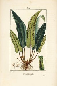 Helecho lengua de ciervo, Asplenium scolopendrium de Pierre Jean Francois Turpin