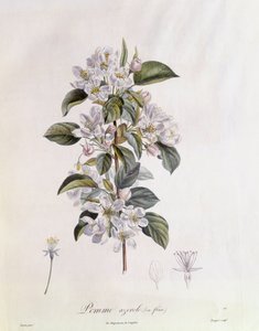 Flor de espino (Crataegus azarolus), placa botánica de Pierre Jean Francois Turpin de Pierre Jean Francois Turpin