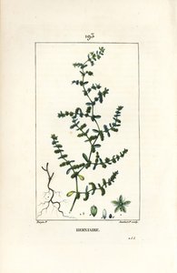 Herniaria glabra, mostrando hojas y flores de Pierre Jean Francois Turpin