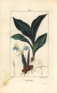 Koempferia rotunda, con flor, hoja, tallo y rizoma de raíz. Grabado en cobre a mano coloreado por Lambert Junior de un dibujo de Pierre Jean-Francois Turpin de Pierre Jean Francois Turpin