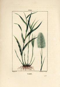 Nardo indio, indica, espicanardo - Nardo, Andropogon nardus, con hoja, raíz y flor. Grabado en cobre a puntos coloreado a mano por Lambert Junior de un dibujo de Pierre Jean-Francois Turpin de Chaumeton, Poiret y Chamberet