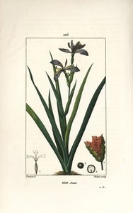 Iris fétido o iris pata, iris apestoso - Iris apestoso, Iris foetida, con flor, hoja y vaina de semillas. Grabado en cobre a puntos coloreado a mano por Dubois de un dibujo de Pierre Jean-Francois Turpin de 