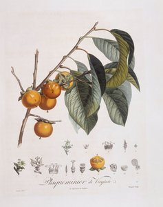 Caqui japonés (Diospyros kaki), Henry Louis Duhamel du Monceau, placa botánica por Pierre Jean Francois Turpin