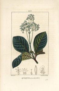 Ladenbergia oblongifolia (Cinchona magnifolia), con flor, rama, hoja y semilla. Grabado en cobre a mano coloreado por Lambert Junior de un dibujo de Pierre Jean-Francois Turpin de 