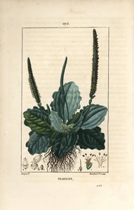 Gran Llantén - Plantago major, con hoja, flor y raíces. Grabado en cobre a mano coloreado por Lambert Junior de un dibujo de Pierre Jean-Francois Turpin de 