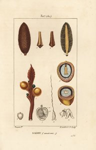 Cycas circinalis, mostrando semilla y sección. Grabado en cobre a mano coloreado por Lambert Junior de un dibujo de Pierre Jean-Francois Turpin de Pierre Jean Francois Turpin