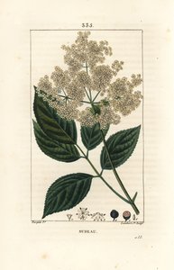 Sambucus nigra. Grabado en cobre a mano coloreado por Lambert Junior de un dibujo de Pierre Jean-Francois Turpin