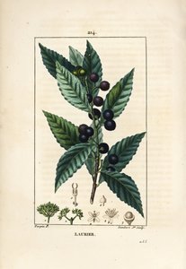 Laurel, Laurus nobilis, con hoja, baya y semilla. Grabado en cobre a puntos coloreado a mano por Lambert Junior de un dibujo de Pierre Jean-Francois Turpin de Chaumeton, Poiret y Chamberet