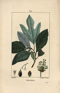 Laurier des Iroquois - Árbol de sasafrás blanco, Sassafras albidum, con flor, hoja, fruto y semilla. Grabado en cobre a mano coloreado por Lambert Junior de un dibujo de Pierre Jean-Francois Turpin de Chaumeton, Poiret y Chamberet