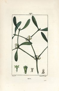 Muérdago, mostrando hojas y frutos de Pierre Jean Francois Turpin