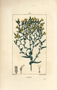 Lechuga de Pierre Jean Francois Turpin