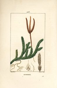 Lycopodio medicinal o hierba con clubes - Musgo de club común, Lycopodium clavatum. Grabado en cobre a puntos coloreado a mano por Lambert Junior de un dibujo de Pierre Jean-Francois Turpin de Chaumeton, Poiret y Chamberet