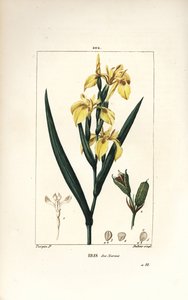 Lirio de pantano o Lirio amarillo de agua - Lirio amarillo, Iris palustris lutea, flor, hoja y vaina de semilla. Ilustración de La Flore Medicale de Pierre Jean Francois Turpin