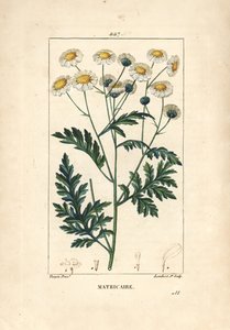 Matricaria - Matricaria vulgaris. Grabado en cobre a puntos coloreado a mano por Lambert Junior de un dibujo de Pierre Jean-Francois Turpin de Chaumeton, Poiret y Chamberet