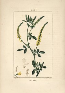 Melilot - Melilot trefoil, Melitotus officinarum. Grabado en cobre a mano coloreado por Lambert Junior de un dibujo de Pierre Jean-Francois Turpin de "La Flore Medicale," Paris, Panckoucke de Pierre Jean Francois Turpin