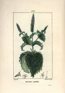 Menta crespa, rizada o hueca - Menta rizada, Mentha crispa. Grabado en cobre a mano coloreado por Lambert Junior de un dibujo de Pierre Jean-Francois Turpin de 