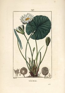 Nenúfar blanco - Nenúfar blanco, Nymphaea alba, con hoja, flor, cápsula de semillas y semillas. Grabado en cobre a mano coloreado por Lambert Junior de un dibujo de Pierre Jean-Francois Turpin de "La Flore Medicale," Paris, Panckoucke de Pierre Jean Francois Turpin