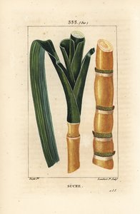 Caña noble - Caña de azúcar, Saccharum officinarum, tallo y hoja. Grabado en cobre a mano coloreado por Lambert Junior de un dibujo de Pierre Jean-Francois Turpin de 